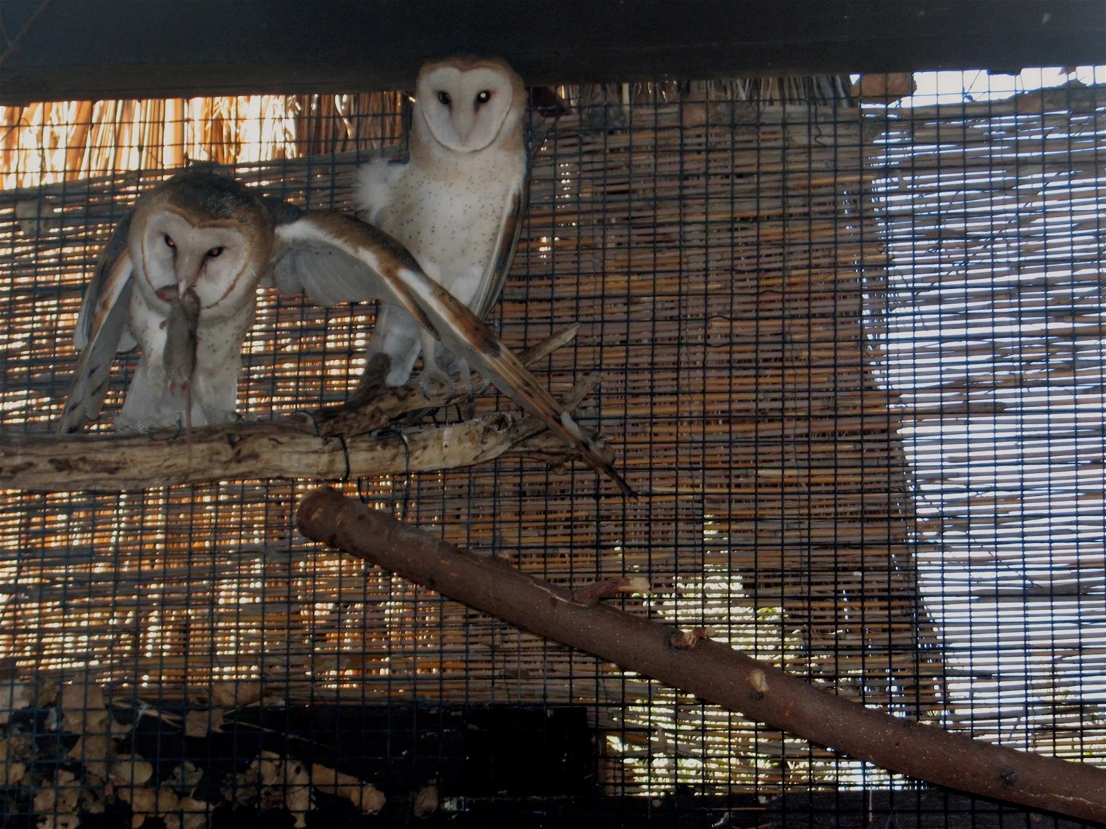 Tickets, Prices & Discounts The Living Desert Zoo and Gardens (Palm