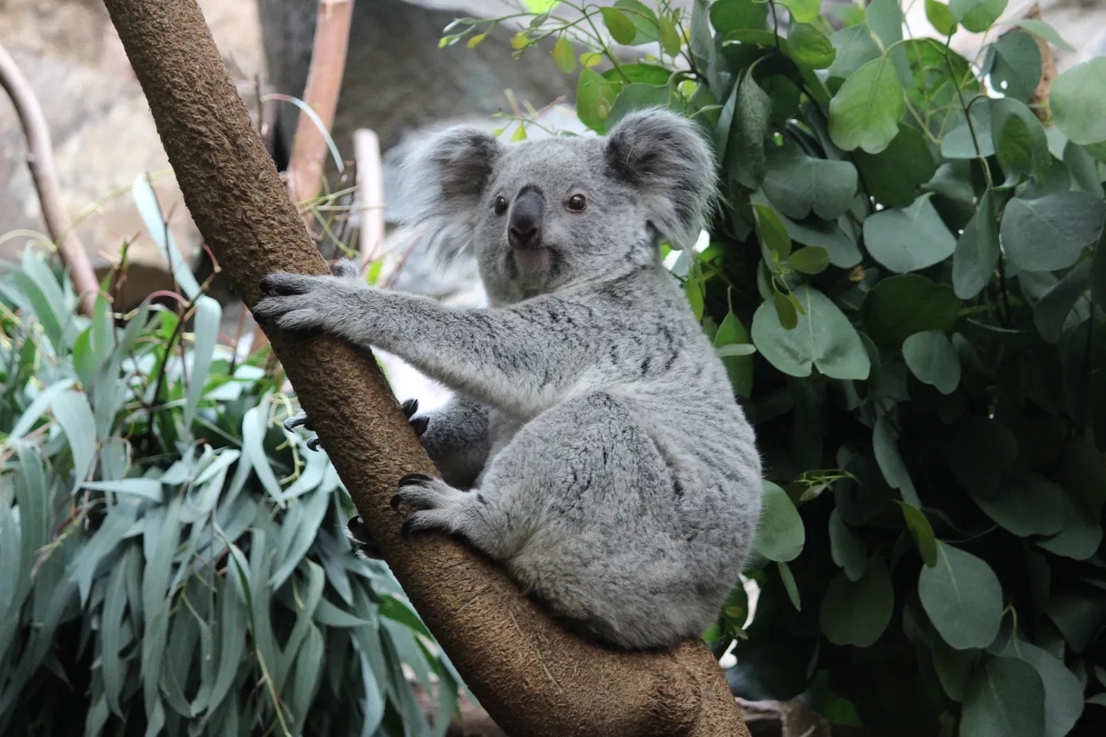 Edinburgh Zoo (Edinburgh) Visitor Information & Reviews