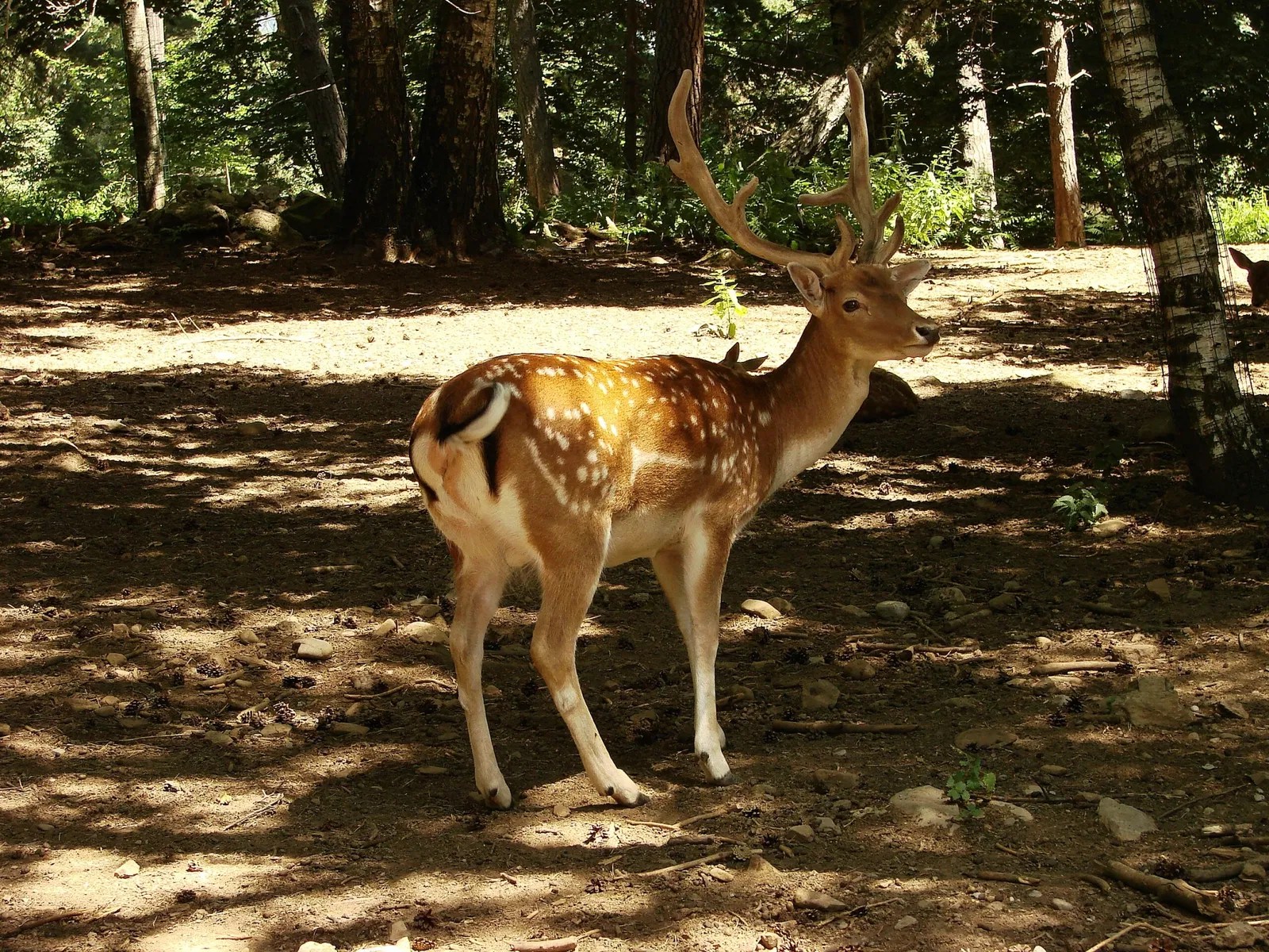 Zoo El Bosque (Oviedo) Visitor Information & Reviews