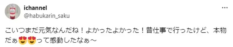 《只有日本人會去的景點》沒有日本人不認識這棵樹 去夏威夷一定要親眼看看它