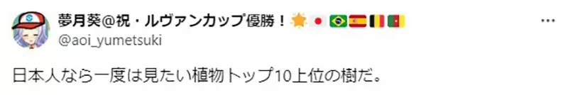 《只有日本人會去的景點》沒有日本人不認識這棵樹 去夏威夷一定要親眼看看它