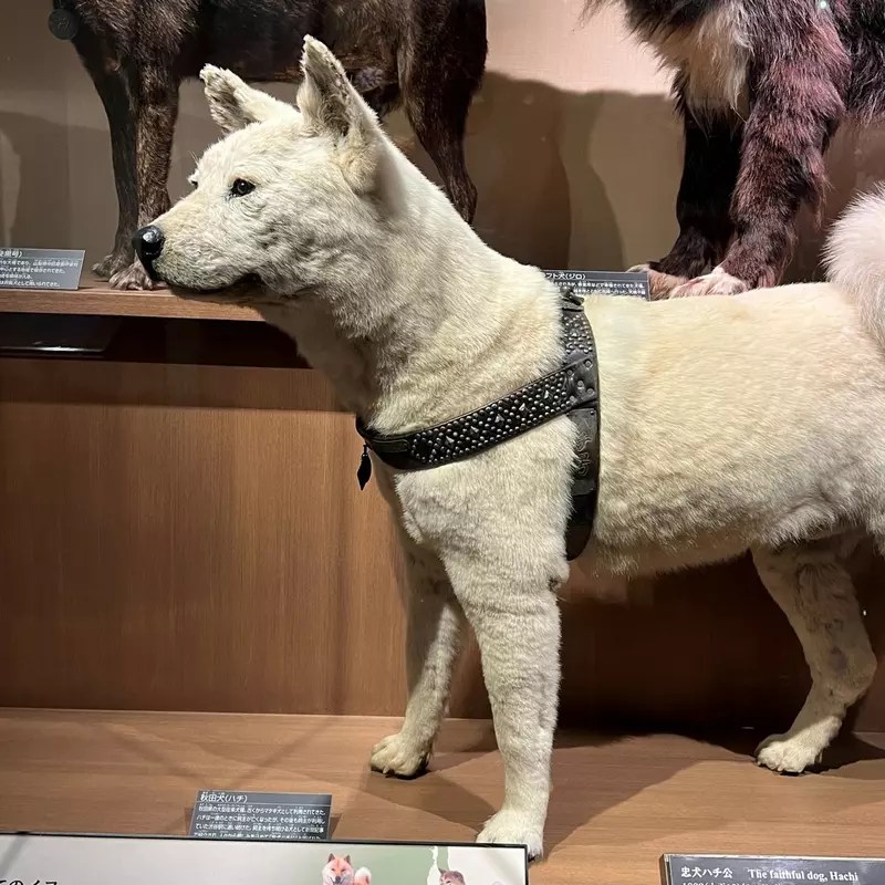 《忠犬八公像》孤獨苦等飼主的形象好哀傷？這裡可以看到牠跟飼主相見的溫馨場面