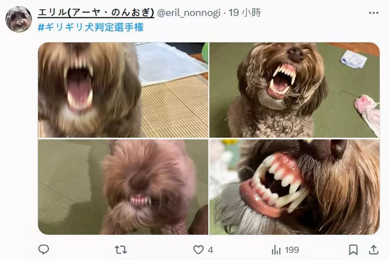 《勉強能看出是一隻狗大賽》這縮起來的模樣確定不是一隻小刺蝟嗎？