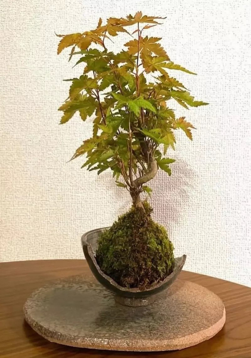 破掉的茶碗再利用 也許轉念一想還能成為美美的花器