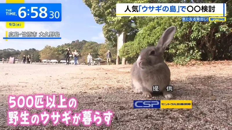 《兔島大久野島》想去找兔兔的觀光客注意了 地方政府準備要收登島費？
