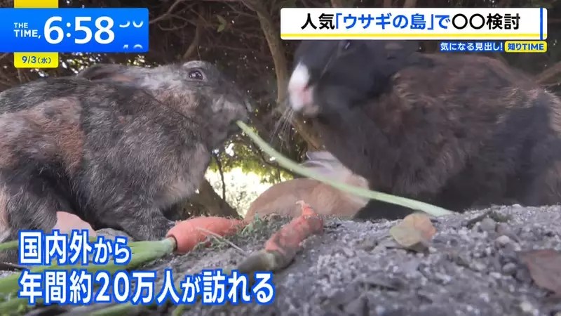 《兔島大久野島》想去找兔兔的觀光客注意了 地方政府準備要收登島費？