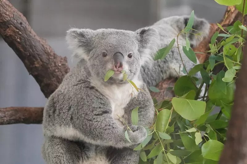 多摩動物公園中的無尾熊 散發著與慵懶截然不同的嚴肅神情！？