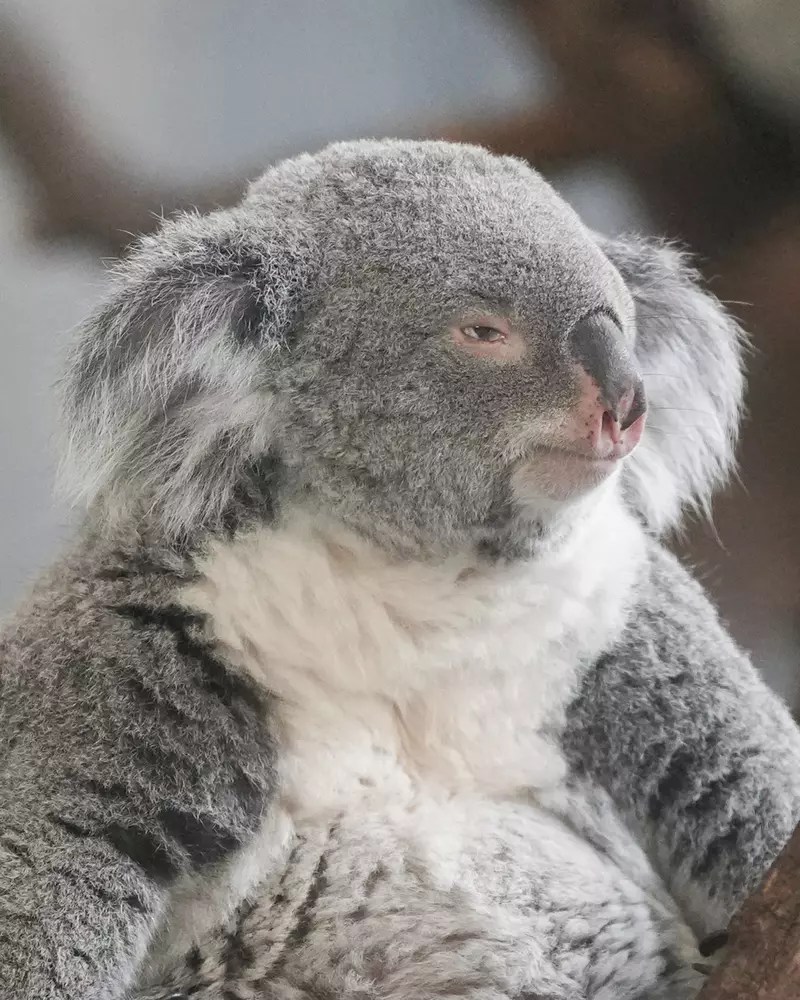 多摩動物公園中的無尾熊 散發著與慵懶截然不同的嚴肅神情！？