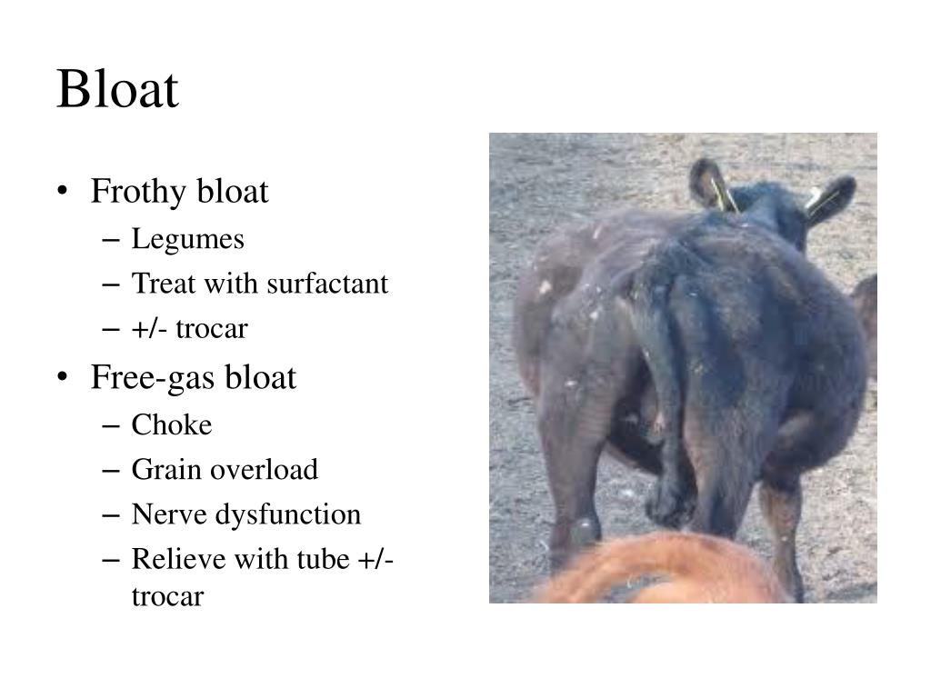 PPT Dr. Brian Dietrich & Dr. Claire Varney Abiqua Animal Clinic