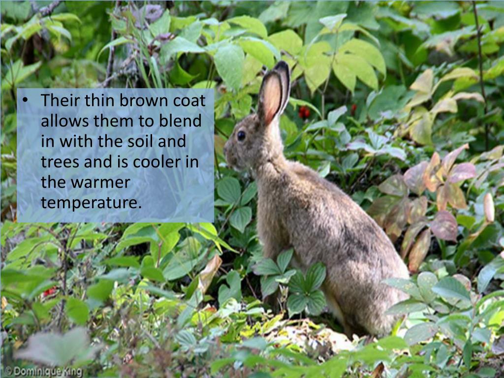 PPT The Snowshoe Hare A Study in Adaptations and Climate Change