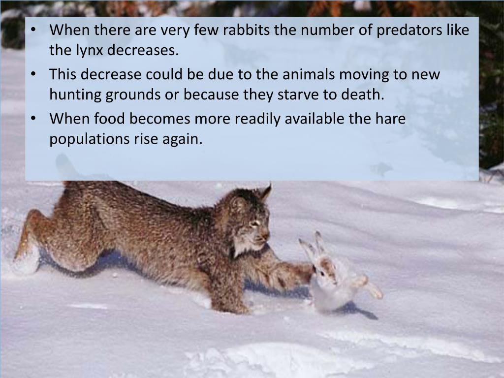 PPT The Snowshoe Hare A Study in Adaptations and Climate Change