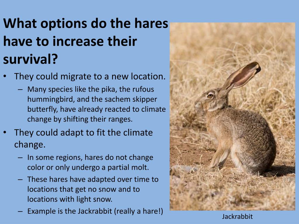 PPT The Snowshoe Hare A Study in Adaptations and Climate Change