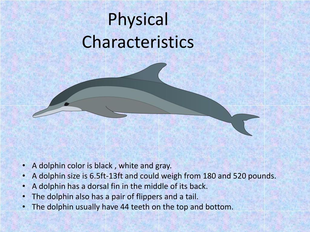 PPT Dolphins PowerPoint Presentation, free download ID1546900