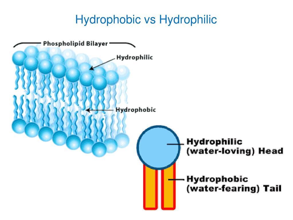 PPT QOD In a group of 4, each pick one paragraph of the article to