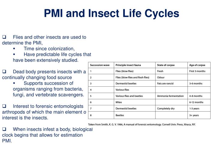 PPT Bugs and the Postmortem Interval PowerPoint Presentation ID1552713