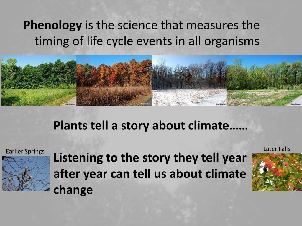 PPT Climate Change and Vegetation Phenology PowerPoint Presentation