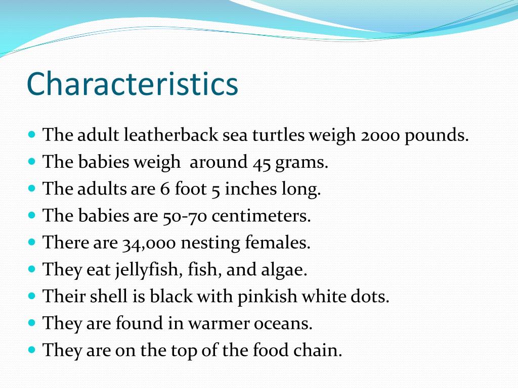 PPT Leatherback sea turtle PowerPoint Presentation, free download