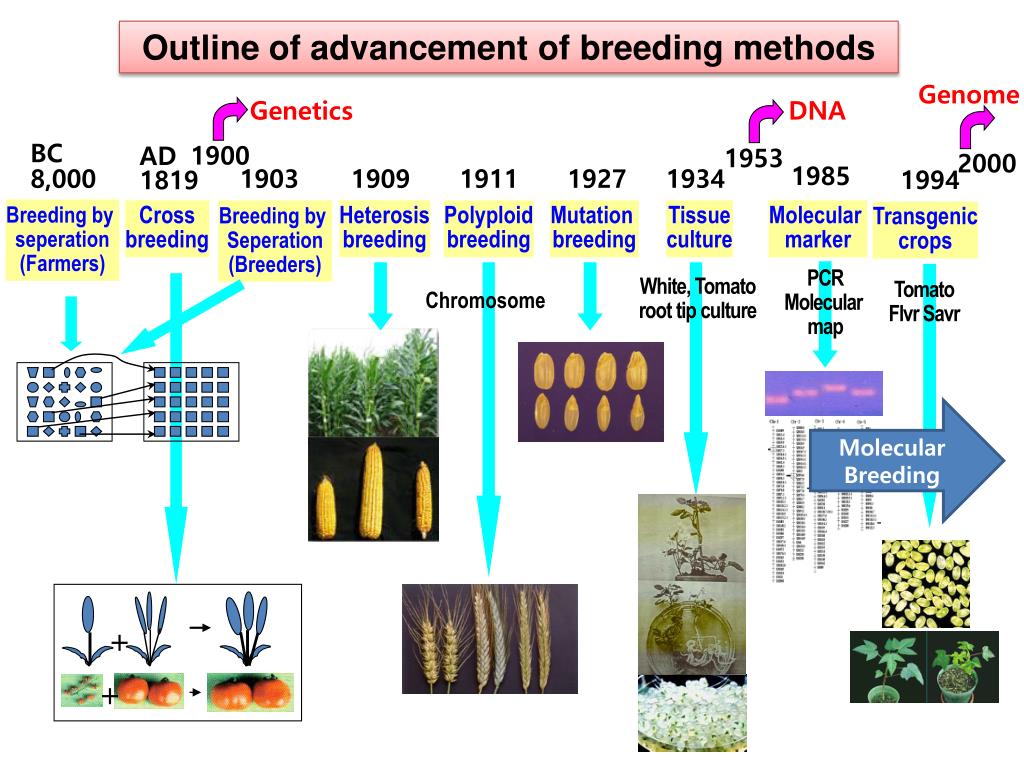 PPT I. Introduction to Plant Breeding PowerPoint