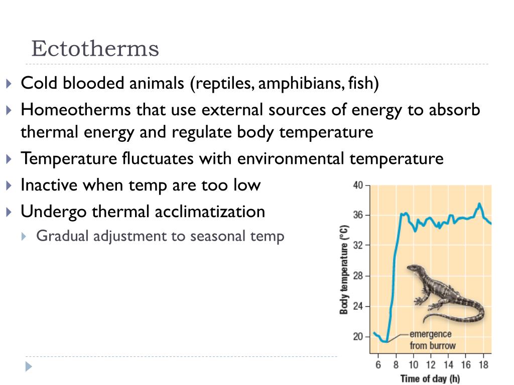 PPT Homeostasis PowerPoint Presentation, free download ID1562690