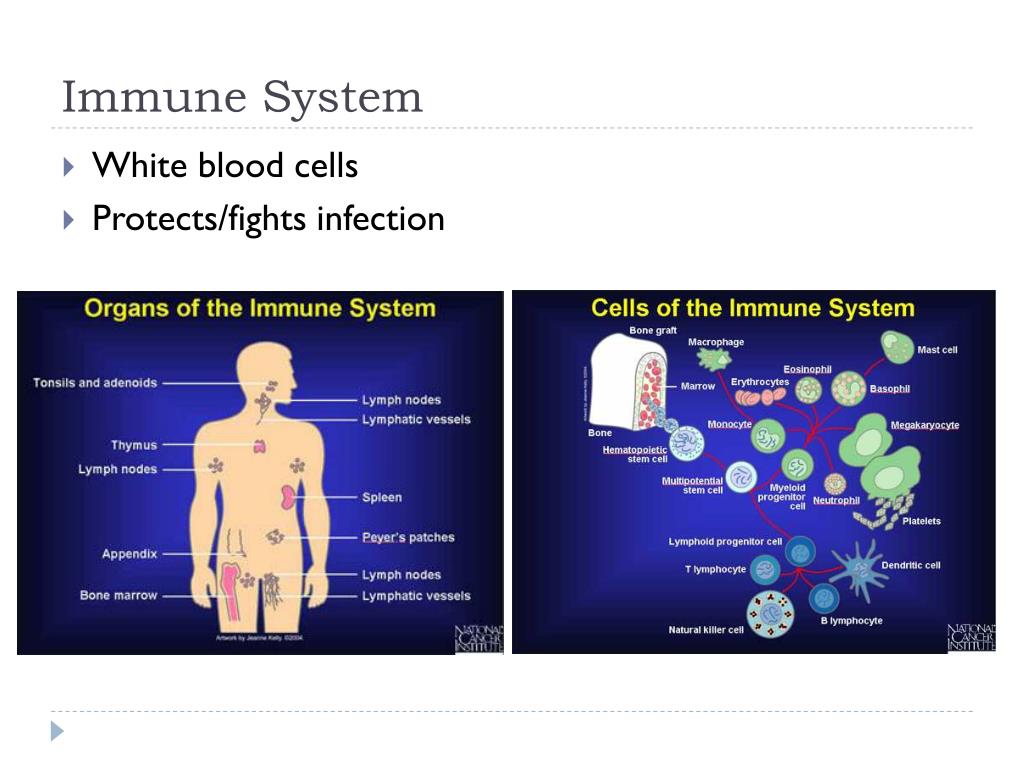 PPT Homeostasis PowerPoint Presentation, free download ID1562690