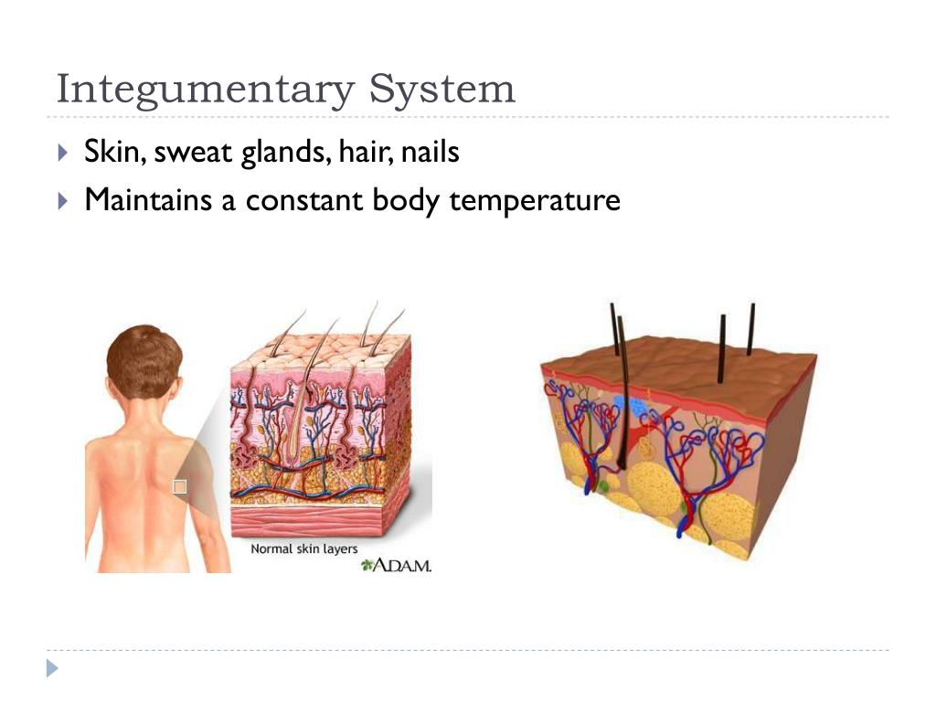 PPT Homeostasis PowerPoint Presentation, free download