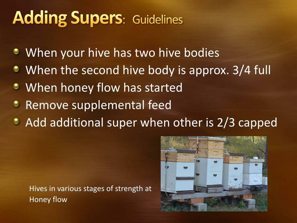 PPT Summer Management PowerPoint Presentation, free download ID1568632