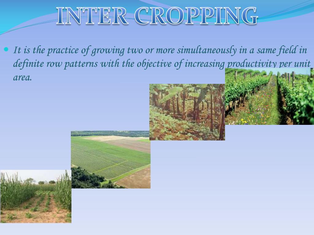 PPT IMPROVEMENT IN CROP YIELD PowerPoint Presentation, free download