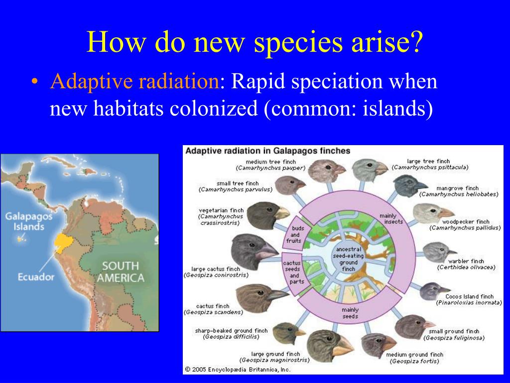 PPT - What is Conservation Biology? PowerPoint Presentation, free