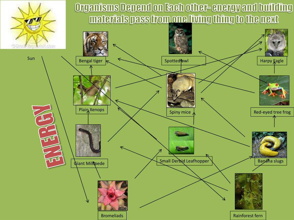 PPT The Rainforest A SelfSustaining Ecosystem PowerPoint