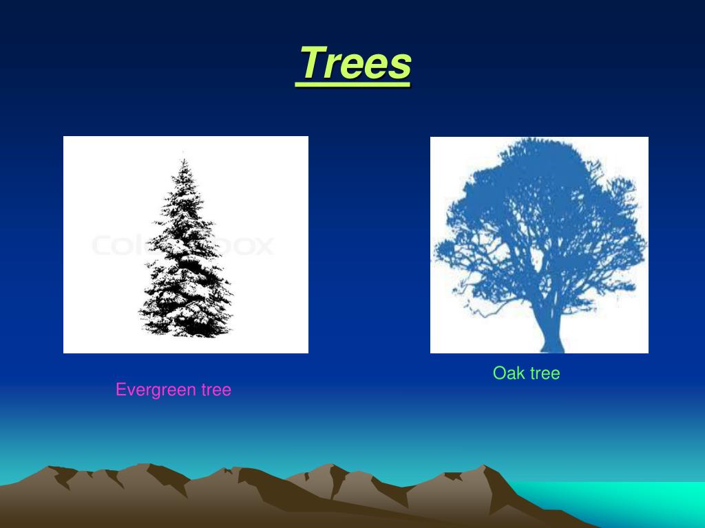 PPT Hardwood & softwood HARDWOOD & SOFTWOOD !!! PowerPoint