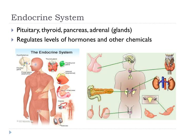 PPT Homeostasis PowerPoint Presentation ID1596785