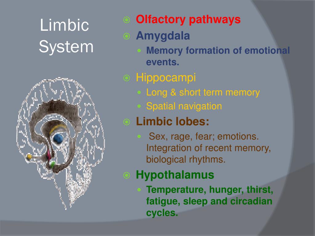 PPT Mild Traumatic Brain Injury PowerPoint Presentation, free