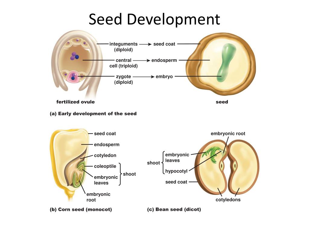 PPT Plant Reproduction and Development PowerPoint Presentation, free