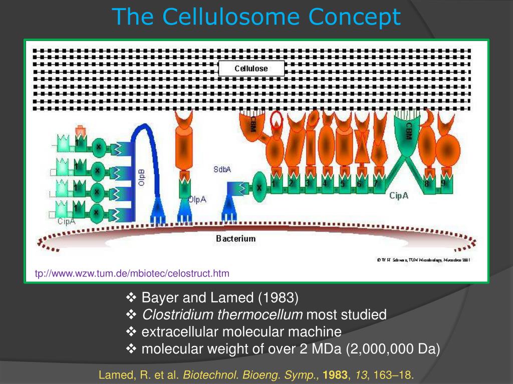 PPT The Cellulosome PowerPoint Presentation, free download ID1603888