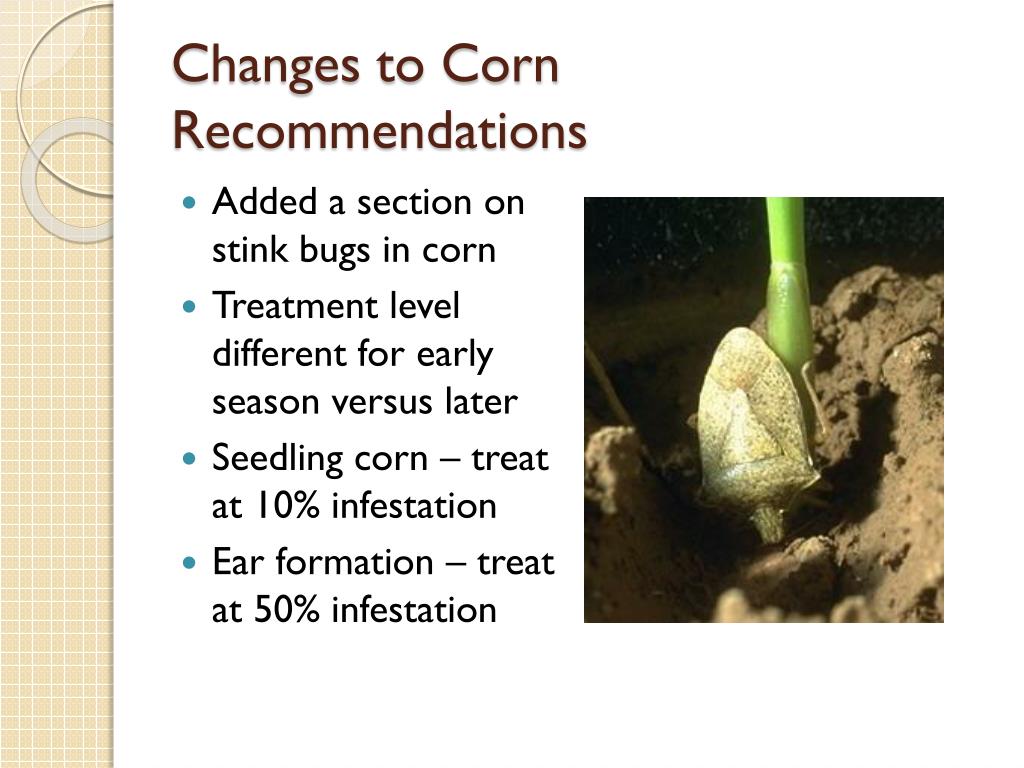 PPT Corn Insects PowerPoint Presentation, free download ID1604541