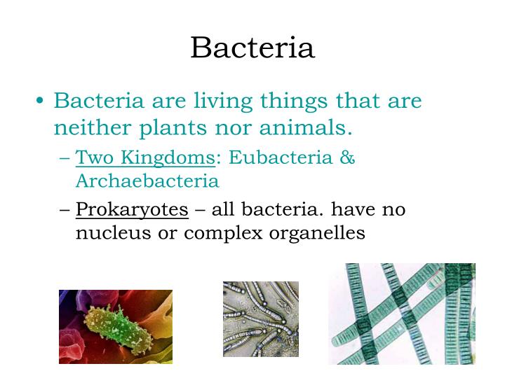 PPT Characteristics of Living Things PowerPoint Presentation ID1604744