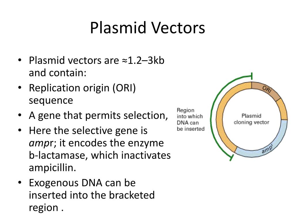PPT DNA Technology & Cloning PowerPoint Presentation ID