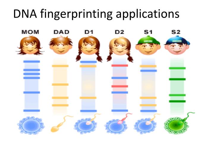 PPT Biotechnology Intro & Gel Electrophoresis PowerPoint Presentation