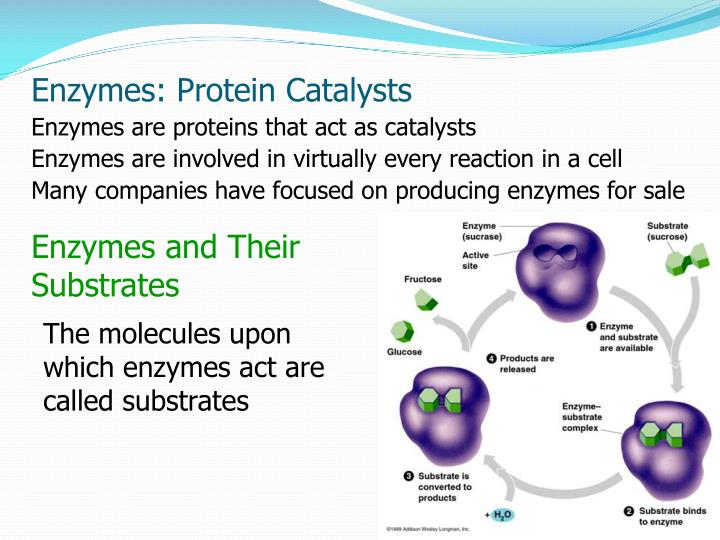 PPT Introduction to Studying Proteins PowerPoint