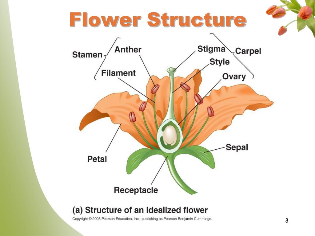 PPT CHAPTER 38 PowerPoint Presentation, free download ID1606265