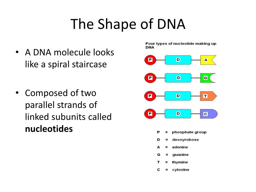 PPT The Structure of DNA PowerPoint Presentation, free download ID