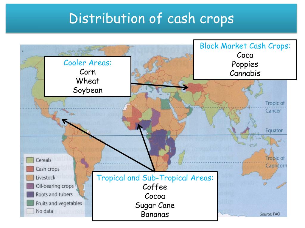Cash Crop In Africa Map PPT Cash Cropping in Ethiopia A case study example of commercial