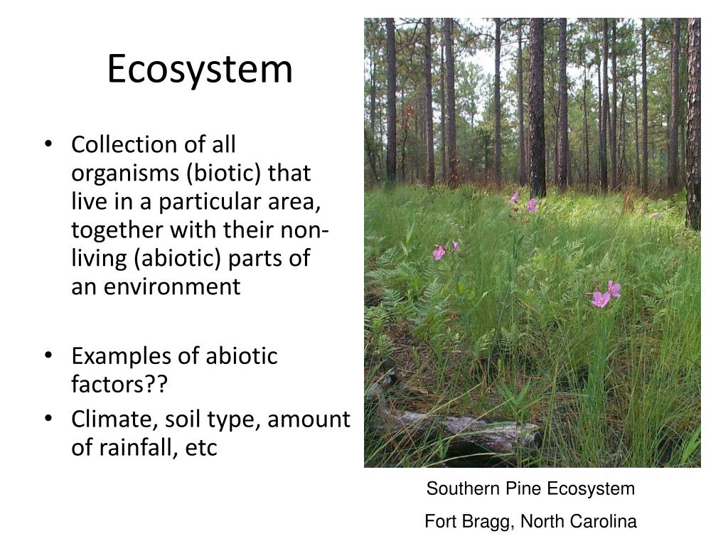 PPT Adaptations & Biomes PowerPoint Presentation, free download ID
