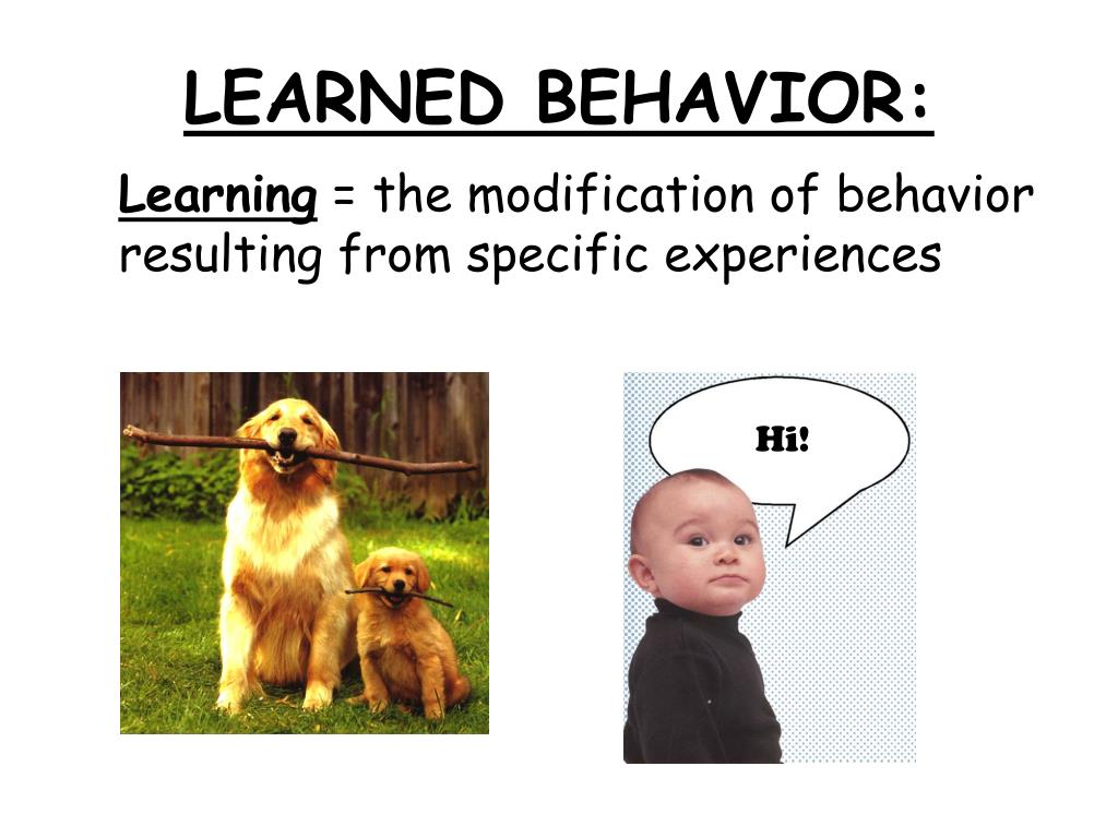 PPT Ch 51 Behavioral Biology (aka Ethology) PowerPoint Presentation
