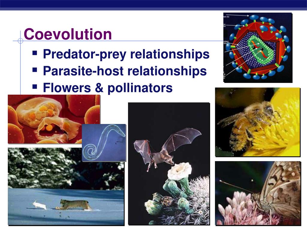 PPT Chapter 24. PowerPoint Presentation, free download ID1621732