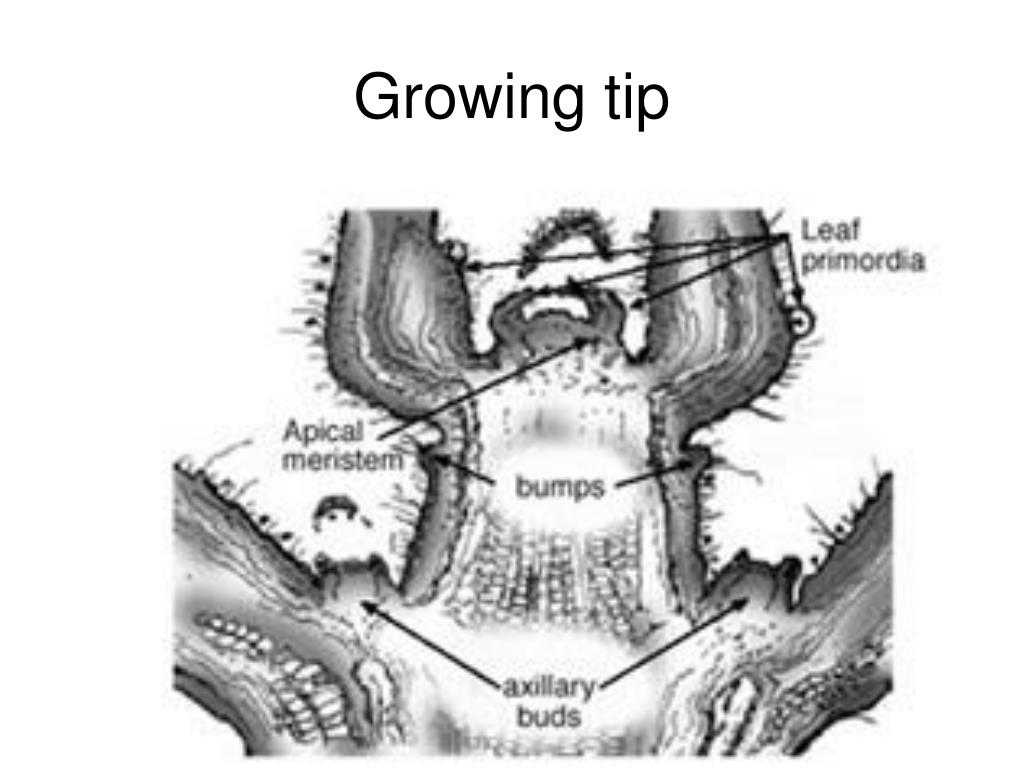 PPT Vegetable Garden PowerPoint Presentation, free download ID1624482