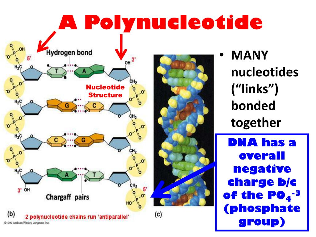 PPT DNA Deoxyribose Nucleic Acid The Material PowerPoint