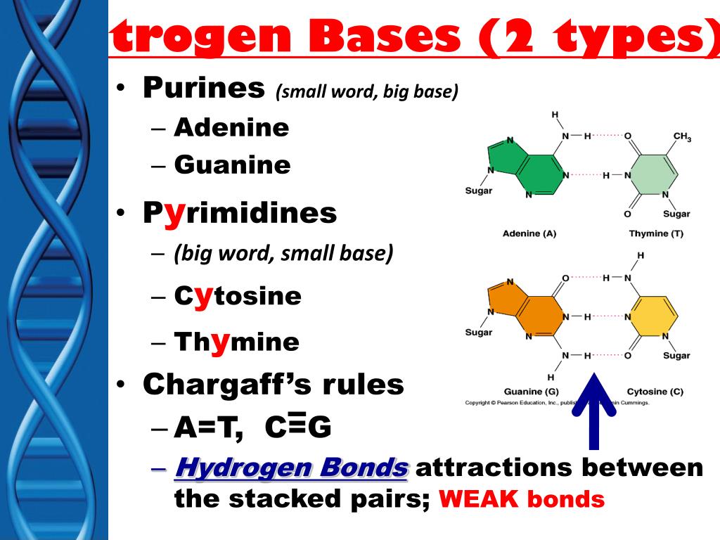 PPT DNA Deoxyribose Nucleic Acid The Material PowerPoint