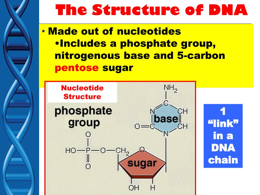 PPT DNA Deoxyribose Nucleic Acid The Material PowerPoint