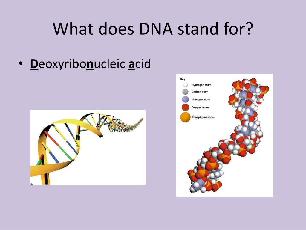 PPT DNA Deoxyribose Nucleic Acid The Material PowerPoint